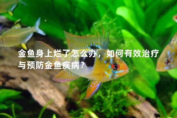 金魚身上爛了怎么辦，如何有效治療與預防金魚疾??？